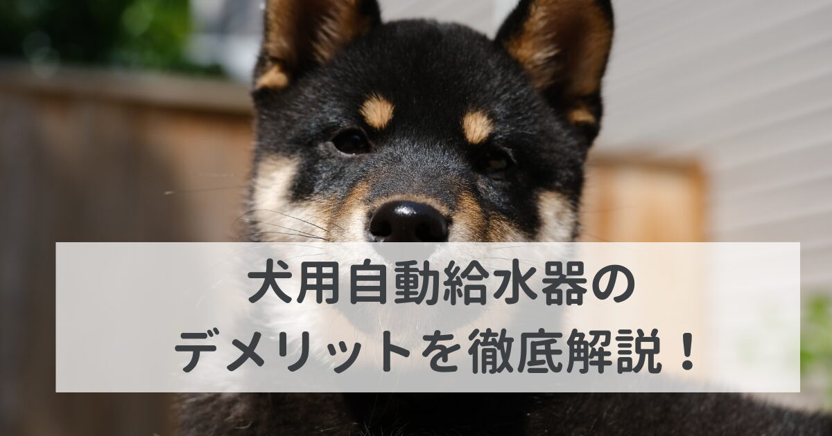 犬用自動給水器のデメリットを徹底解説！購入に失敗したくない人必見