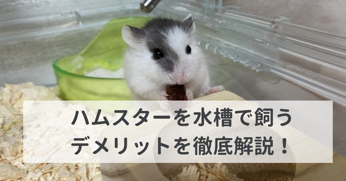 ハムスターを水槽で飼うデメリットを徹底解説！デメリットを知って賢く選択！