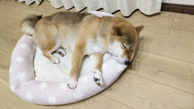 寝転ぶ犬